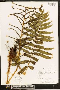 Blechnum falciforme image