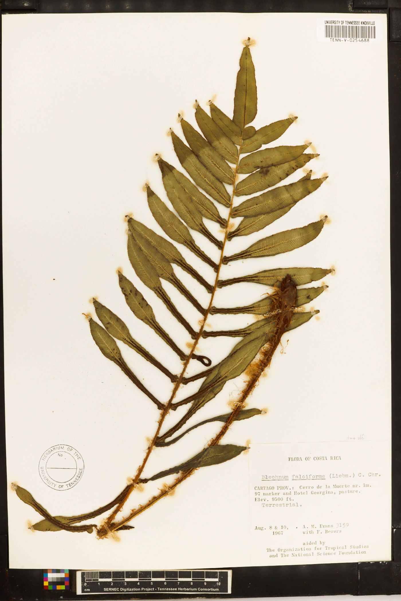 Blechnum falciforme image