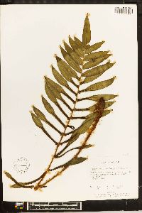 Blechnum falciforme image