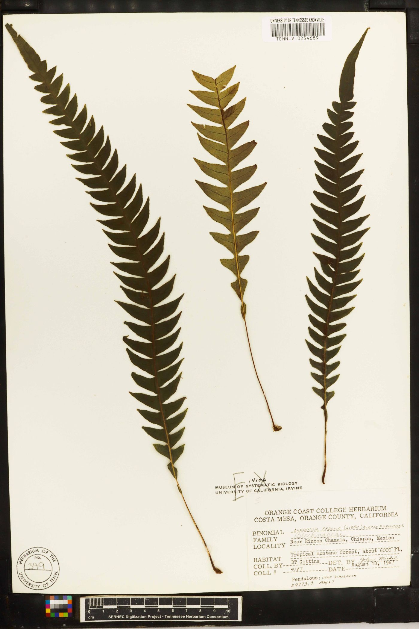 Blechnum fragile image