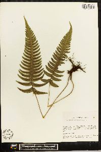 Blechnum glandulosum image