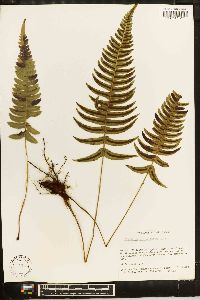 Blechnum glandulosum image