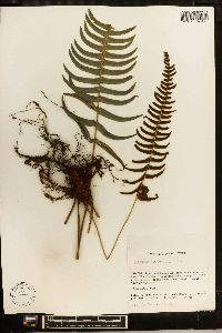 Blechnum glandulosum image