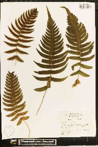 Blechnum serrulatum image