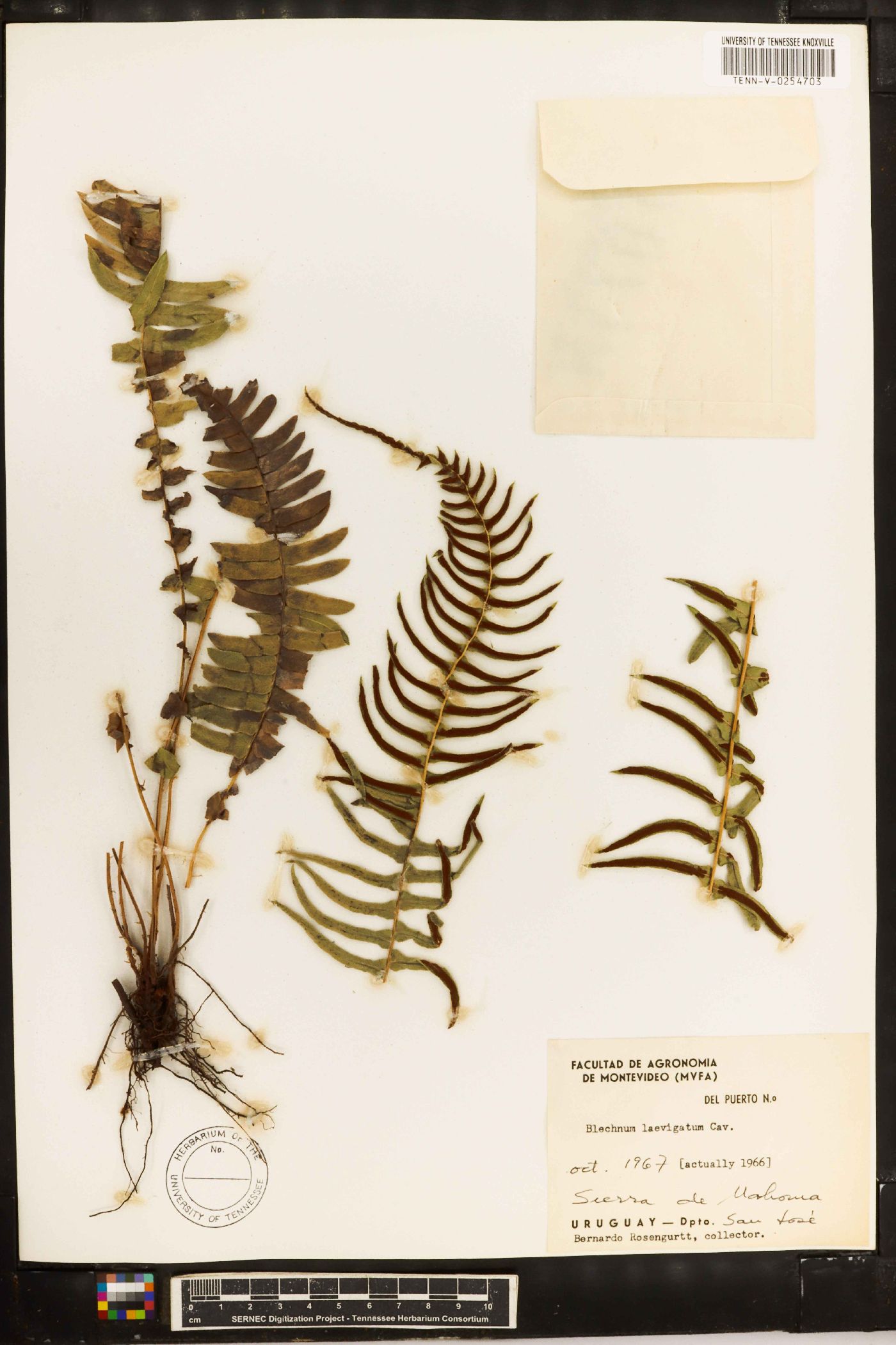 Blechnum laevigatum image