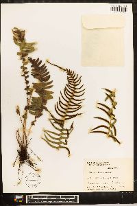 Blechnum laevigatum image