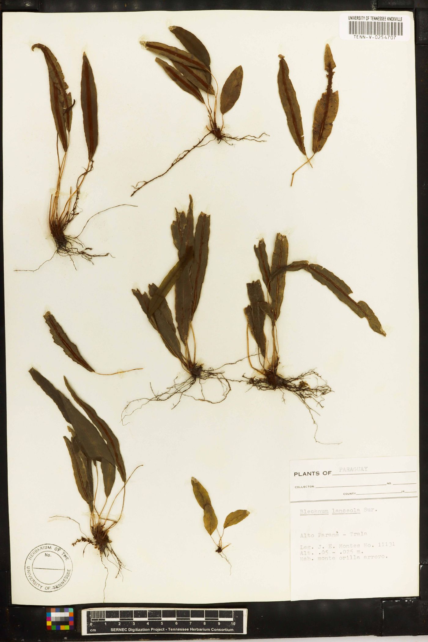 Austroblechnum lehmannii image