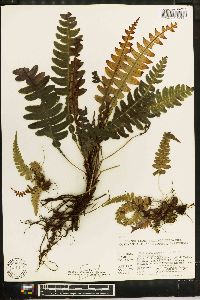 Austroblechnum lehmannii image