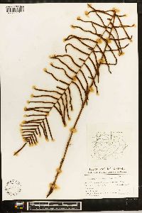 Blechnum meridense image