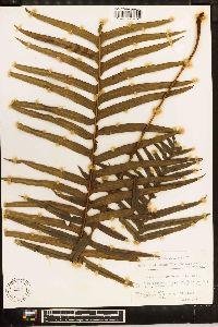 Blechnum meridense image