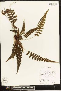 Blechnum occidentale image