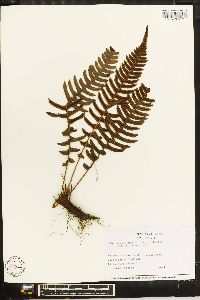 Blechnum occidentale image