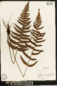 Blechnum occidentale image