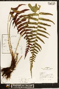 Blechnum occidentale image