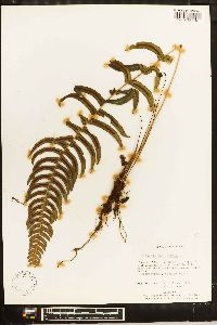 Blechnum occidentale image