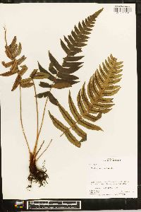 Blechnum occidentale image