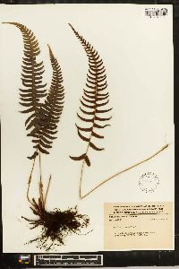 Blechnum occidentale image