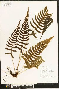 Blechnum occidentale image