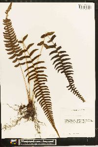 Blechnum occidentale image