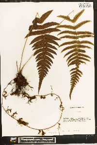 Blechnum occidentale image