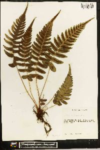 Blechnum occidentale image
