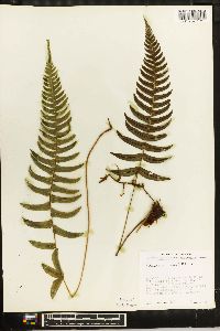 Blechnum occidentale image