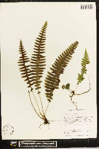 Blechnum polypodioides image