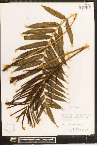 Blechnum schiedeanum image