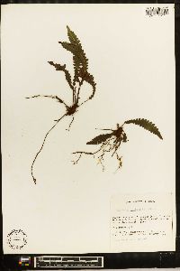 Blechnum stoloniferum image