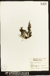 Blechnum unilaterale image