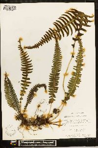 Blechnum unilaterale image