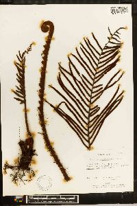 Blechnum werckleanum image