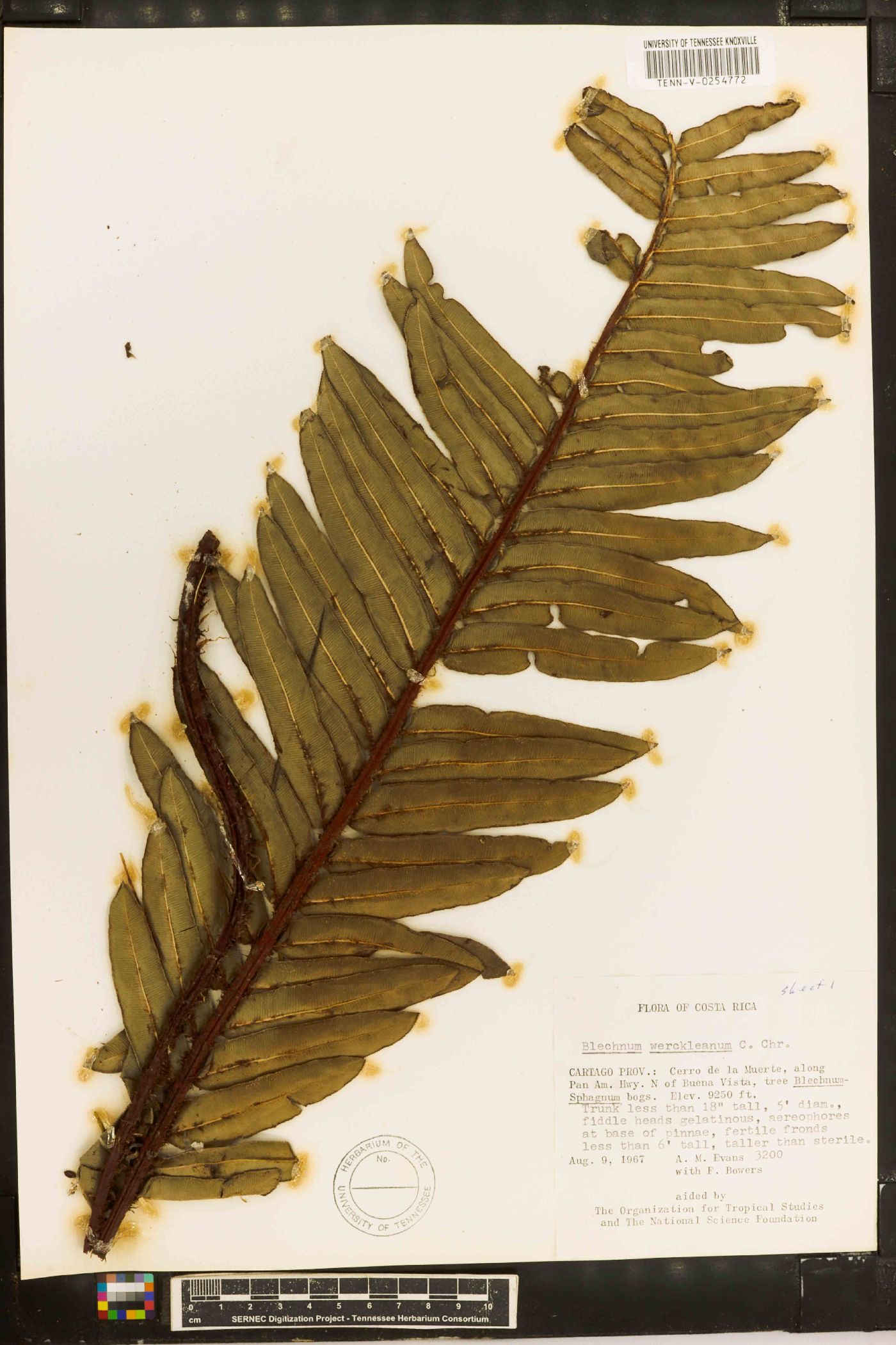 Blechnum werckleanum image