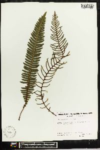 Blechnum spicant image