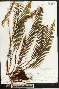 Blechnum spicant image