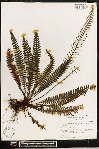 Blechnum spicant image