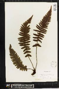 Blechnum medium image