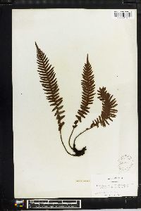 Blechnum medium image