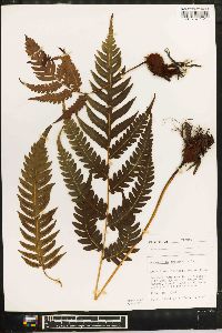 Woodwardia orientalis image