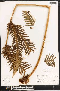 Woodwardia spinulosa image