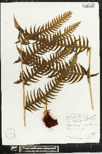 Woodwardia spinulosa image