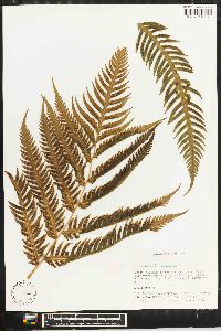 Woodwardia spinulosa image