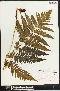 Woodwardia spinulosa image