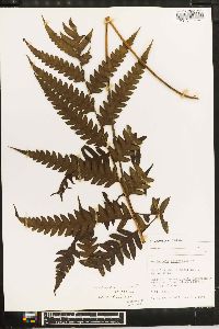 Woodwardia orientalis image