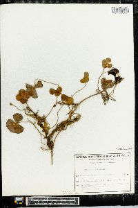 Marsilea mutica image