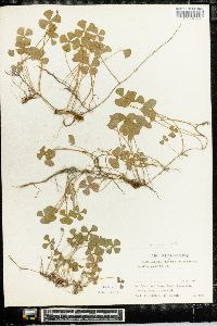 Marsilea quadrifolia image