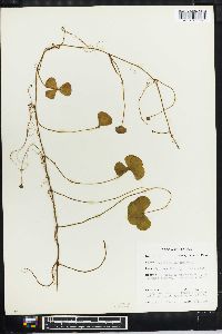 Marsilea quadrifolia image