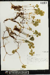 Marsilea quadrifolia image