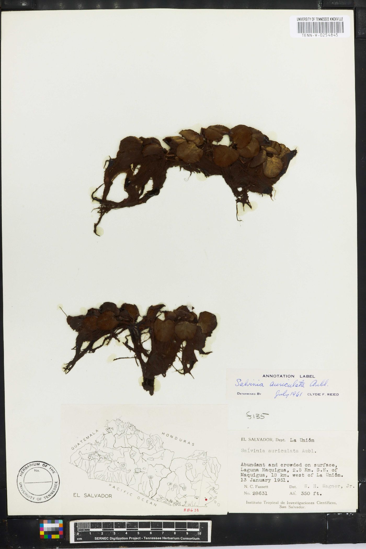 Salvinia auriculata image