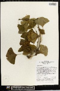 Ginkgo biloba image